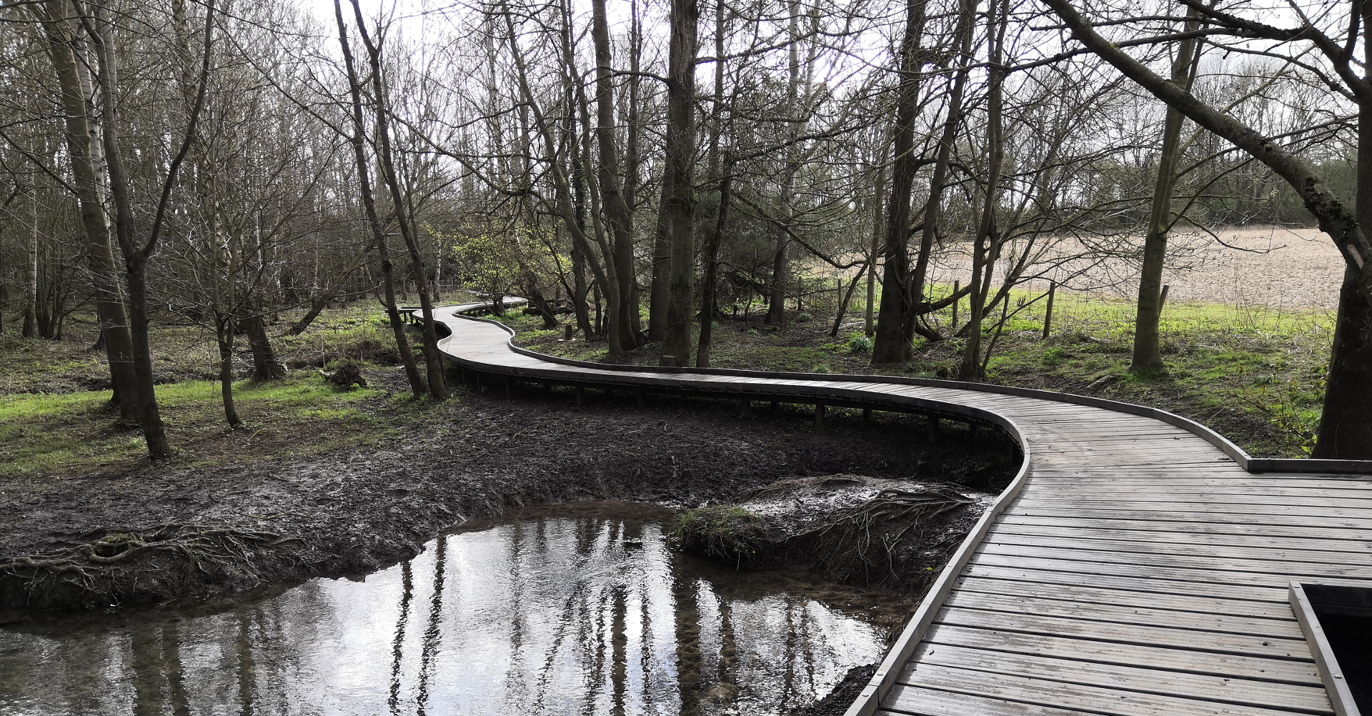 The boardwalk winds through Lady Spring Wood in winter